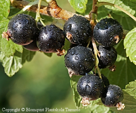 Ribes nigrum 'Storklas', mustaherukka